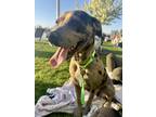 Adopt State of Grace (Gracie) a Brindle Mixed Breed (Medium) dog in New York