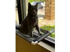 Adopt Cupcake a Gray or Blue Chartreux / Domestic Shorthair / Mixed cat in