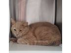 Adopt Tailor 2 a Tan or Fawn Domestic Shorthair / Domestic Shorthair / Mixed cat