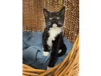 Adopt Millie Jae a All Black Domestic Shorthair / Domestic Shorthair / Mixed cat