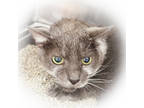 Adopt Squeak a Gray or Blue Domestic Shorthair / Mixed cat in Largo