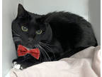 Adopt Dash a All Black Domestic Shorthair / Domestic Shorthair / Mixed cat in