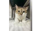 Adopt Lucky Lucy Goose a Orange or Red Domestic Mediumhair / Domestic Shorthair