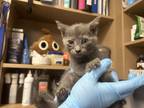 Adopt Good Luck Babe a Gray or Blue Domestic Shorthair / Domestic Shorthair /