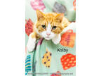 Adopt Kolby a Orange or Red Domestic Shorthair / Domestic Shorthair / Mixed cat