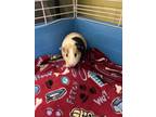 Adopt Lilo a White Guinea Pig / Mixed (short coat) small animal in Chesapeake