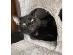 Adopt Mr. Roper / Kiki a Black (Mostly) Domestic Shorthair (short coat) cat in