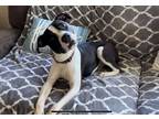 Adopt Max a White - with Black Boxer / American Pit Bull Terrier / Mixed dog in