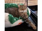 Adopt MILA a Brown Tabby Domestic Shorthair / Mixed (short coat) cat in