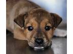 Adopt NIKON a Brown/Chocolate Labrador Retriever / Mixed dog in Clinton