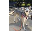 Adopt Kiyoko a Gray/Blue/Silver/Salt & Pepper Husky / Mixed dog in Knoxville