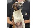 Adopt Roo a Brindle Jack Russell Terrier / Mixed Breed (Medium) / Mixed (short