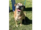 Adopt Benny a Tan/Yellow/Fawn Pug / Beagle / Mixed dog in Winchester