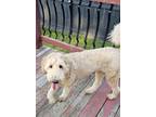 Adopt Luna a Goldendoodle / Mixed dog in MEXICO, MO (41419079)