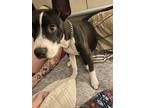 Adopt Luffy a Black - with White American Staffordshire Terrier / Mixed dog in