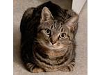 Adopt Jiu Jiu a Gray or Blue American Shorthair / Mixed (short coat) cat in