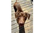 Adopt Rita a Brown/Chocolate Labrador Retriever / Mixed dog in Appleton