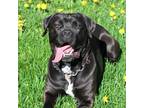 Adopt Elsa a Cane Corso / Mixed dog in Bracebridge, ON (41292530)