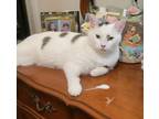 Adopt Buddy Holly a White (Mostly) Domestic Shorthair (short coat) cat in Crown