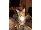 Adopt Zoe a Brown Tabby Tabby / Mixed (medium coat) cat in Cabot, AR (41419032)