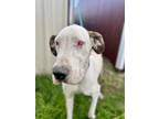 Adopt Emmalynn a Tricolor (Tan/Brown & Black & White) Great Dane / Mixed dog in