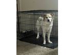 Adopt Princess a White - with Brown or Chocolate Anatolian Shepherd / Great