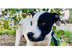 Adopt Carl a White - with Black Great Dane dog in Dallas, TX (40001830)