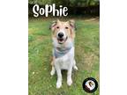 Adopt Sophie a Tan/Yellow/Fawn - with White Collie / Mixed dog in Powell