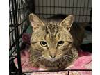 Adopt Teddy, Levittown PetSmart (FCID# 03/05/2024-162) a Brown Tabby Domestic