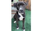Adopt Pinto a Black - with White Border Collie / Labrador Retriever / Mixed dog
