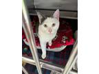 Adopt Huxley a Gray or Blue Domestic Shorthair / Domestic Shorthair / Mixed cat