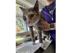 Adopt Pippi a Gray or Blue Domestic Shorthair / Domestic Shorthair / Mixed cat
