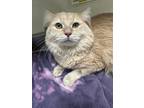 Adopt Chickpea a Gray or Blue (Mostly) Domestic Longhair / Mixed Breed (Medium)