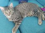 Adopt Gemelli a Brown Tabby Domestic Shorthair / Mixed cat in Rochester
