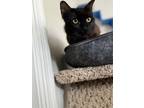 Adopt Timothey a All Black Domestic Mediumhair / Domestic Shorthair / Mixed cat