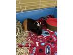 Adopt Ambrosia a Black Guinea Pig / Mixed (short coat) small animal in