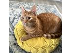 Adopt Sweet Dee a Orange or Red Tabby / Mixed (short coat) cat in Angier