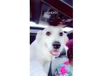 Adopt Bruno a White - with Brown or Chocolate Anatolian Shepherd / Great