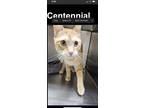 Adopt Bob a Domestic Shorthair (short coat) cat in Denver, CO (41417931)