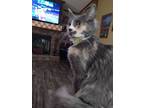 Adopt Priss a Spotted Tabby/Leopard Spotted Maine Coon cat in Jemison