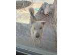 Adopt Zeus a White - with Gray or Silver German Shepherd Dog / Husky / Mixed dog