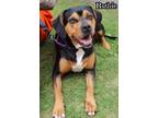 Adopt Ruthie a Black - with Tan, Yellow or Fawn Black and Tan Coonhound /