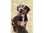 Adopt Ruthie a Black - with Tan, Yellow or Fawn Black and Tan Coonhound /