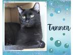 Adopt Tanner a All Black Domestic Shorthair / Mixed cat in Hamilton