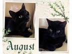 Adopt August a All Black Domestic Shorthair / Mixed cat in Hamilton