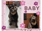 Adopt Baby a Tortoiseshell Domestic Shorthair / Mixed cat in Hamilton