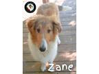 Adopt Zane a Tan/Yellow/Fawn - with White Collie / Mixed dog in Powell