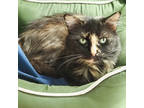 Adopt Jadie a All Black Domestic Mediumhair / Mixed (short coat) cat in Largo