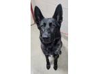 Adopt Beretta a Black German Shepherd Dog / Mixed dog in Spartanburg
