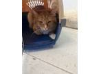 Adopt Binx a Orange or Red Domestic Mediumhair / Mixed Breed (Medium) / Mixed